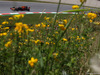 GP AUSTRIA, 28.06.2019 - Free Practice 1, Max Verstappen (NED) Red Bull Racing RB15