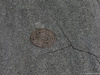 GP AZERBAIJAN, 26.04.2019 - A manhole cover on the circuit.