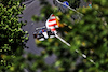 GP AZERBAIJAN, George Russell (GBR) Williams Racing FW43B.
04.06.2021. Formula 1 World Championship, Rd 6, Azerbaijan Grand Prix, Baku Street Circuit, Azerbaijan, Practice Day.
- www.xpbimages.com, EMail: requests@xpbimages.com © Copyright: Moy / XPB Images