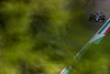 GP IMOLA, Yuki Tsunoda (JPN), Alpha Tauri 
16.04.2021. Formula 1 World Championship, Rd 2, Emilia Romagna Grand Prix, Imola, Italy, Practice Day.
- www.xpbimages.com, EMail: requests@xpbimages.com ¬© Copyright: Charniaux / XPB Images
