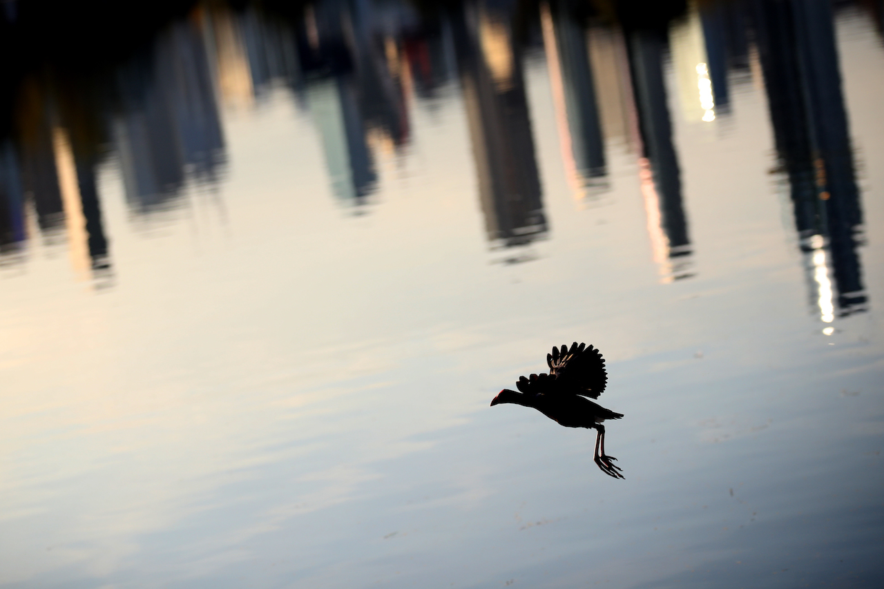 GP AUSTRALIA, Circuit Atmosfera - a bird over Albert Park lake.
06.04.2022. Formula 1 World Championship, Rd 3, Australian Grand Prix, Albert Park, Melbourne, Australia, Preparation Day.
 - www.xpbimages.com, EMail: requests@xpbimages.com © Copyright: Coates / XPB Images