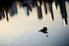 GP AUSTRALIA, Circuit Atmosfera - a bird over Albert Park lake.
06.04.2022. Formula 1 World Championship, Rd 3, Australian Grand Prix, Albert Park, Melbourne, Australia, Preparation Day.
 - www.xpbimages.com, EMail: requests@xpbimages.com © Copyright: Coates / XPB Images