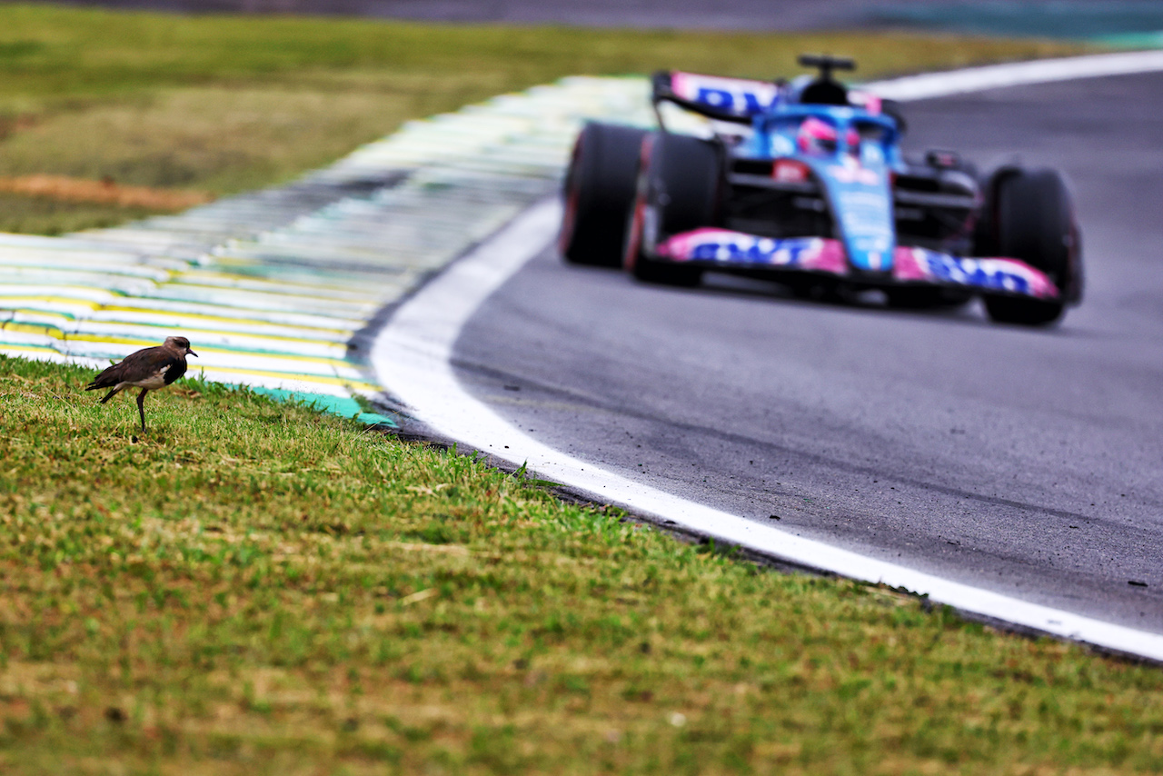 GP BRASILE, Fernando Alonso (ESP) Alpine F1 Team A522 passes a bird trackside.
11.11.2022. Formula 1 World Championship, Rd 21, Brazilian Grand Prix, Sao Paulo, Brazil, Qualifiche Day.
 - www.xpbimages.com, EMail: requests@xpbimages.com © Copyright: Coates / XPB Images