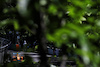 GP CANADA, Lando Norris (GBR) McLaren MCL36.
19.06.2022. Formula 1 World Championship, Rd 9, Canadian Grand Prix, Montreal, Canada, Gara Day.
 - www.xpbimages.com, EMail: requests@xpbimages.com © Copyright: Coates / XPB Images
