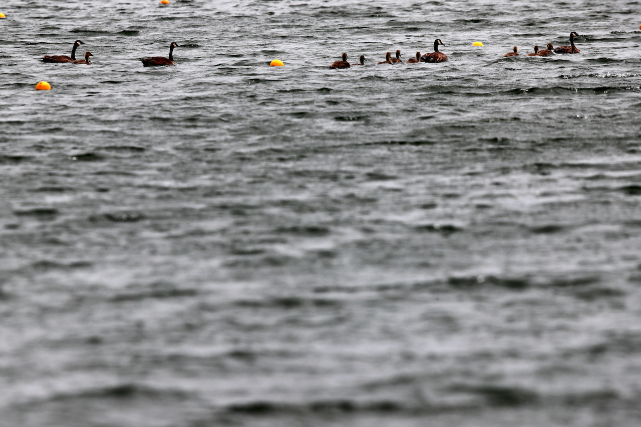 GP CANADA, Circuit Atmosfera - ducks on the canal basin.
16.06.2022. Formula 1 World Championship, Rd 9, Canadian Grand Prix, Montreal, Canada, Preparation Day.
 - www.xpbimages.com, EMail: requests@xpbimages.com © Copyright: Coates / XPB Images
