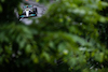 GP CANADA, Lewis Hamilton (GBR) Mercedes AMG F1 W13.
18.06.2022. Formula 1 World Championship, Rd 9, Canadian Grand Prix, Montreal, Canada, Qualifiche Day.
- www.xpbimages.com, EMail: requests@xpbimages.com © Copyright: Price / XPB Images