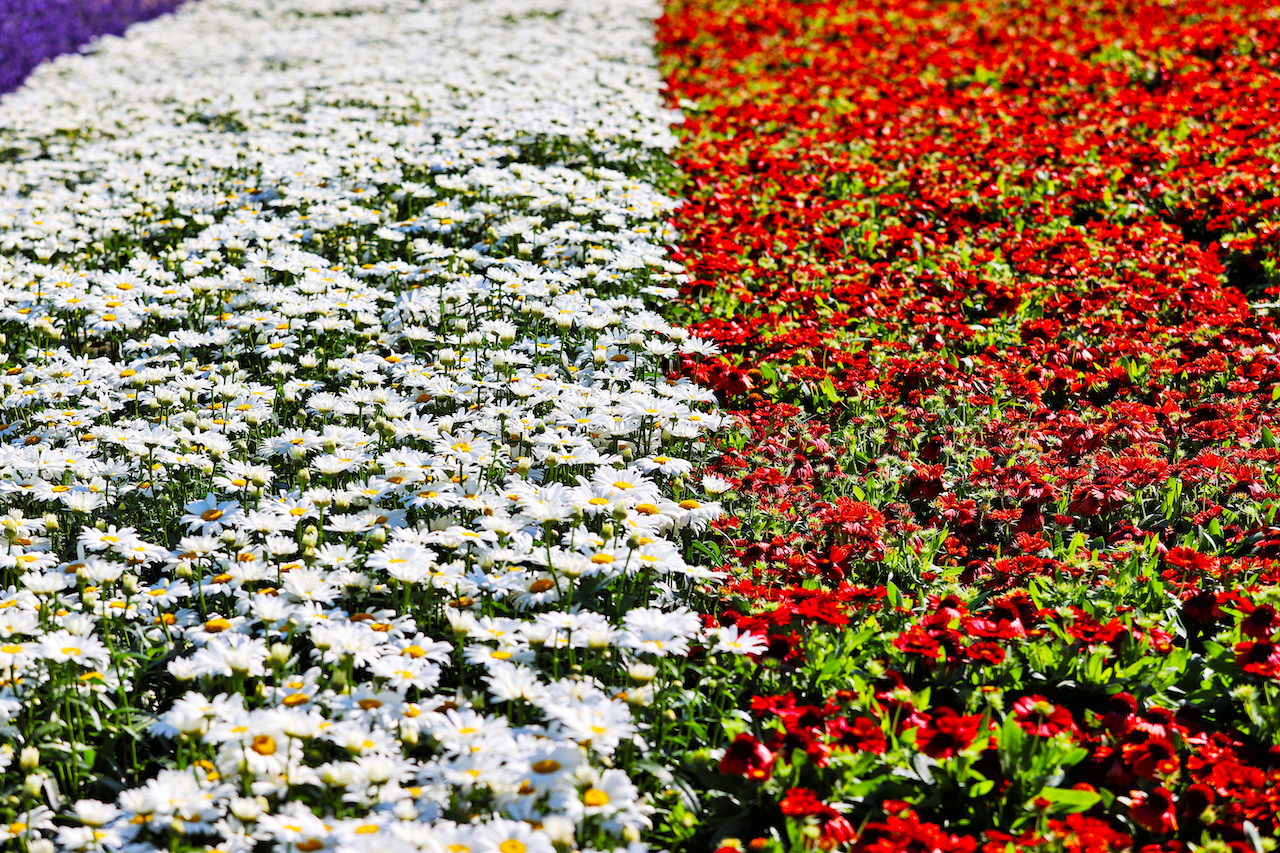 GP OLANDA, Circuit Atmosfera - flowers.
01.09.2022. Formula 1 World Championship, Rd 14, Dutch Grand Prix, Zandvoort, Netherlands, Preparation Day.
- www.xpbimages.com, EMail: requests@xpbimages.com © Copyright: Moy / XPB Images