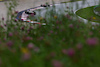 GP AUSTRIA, Yuki Tsunoda (JPN) AlphaTauri AT04.
02.07.2023. Formula 1 World Championship, Rd 10, Austrian Grand Prix, Spielberg, Austria, Gara Day.
 - www.xpbimages.com, EMail: requests@xpbimages.com © Copyright: Coates / XPB Images