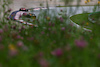 GP AUSTRIA, Lando Norris (GBR) McLaren MCL60.
02.07.2023. Formula 1 World Championship, Rd 10, Austrian Grand Prix, Spielberg, Austria, Gara Day.
 - www.xpbimages.com, EMail: requests@xpbimages.com © Copyright: Coates / XPB Images