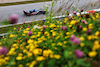 GP AUSTRIA, Pierre Gasly (FRA) Alpine F1 Team A523.
30.06.2023. Formula 1 World Championship, Rd 10, Austrian Grand Prix, Spielberg, Austria, Qualifiche Day.
- www.xpbimages.com, EMail: requests@xpbimages.com © Copyright: Moy / XPB Images