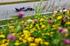 GP AUSTRIA, Esteban Ocon (FRA) Alpine F1 Team A523.
30.06.2023. Formula 1 World Championship, Rd 10, Austrian Grand Prix, Spielberg, Austria, Qualifiche Day.
- www.xpbimages.com, EMail: requests@xpbimages.com © Copyright: Moy / XPB Images