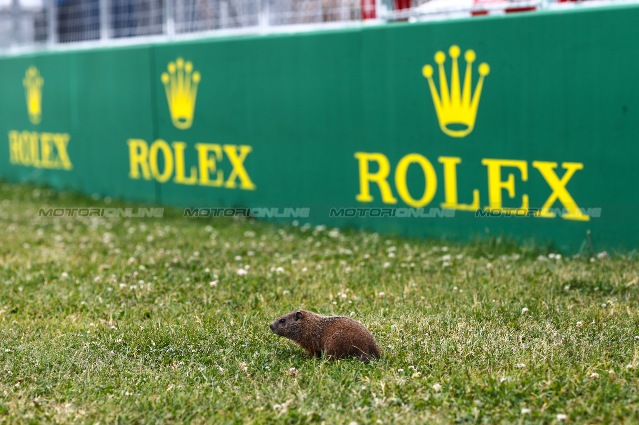 GP CANADA, Track Atmosphere, groundhog
15.06.2023. Formula 1 World Championship, Rd 9, Canadian Grand Prix, Montreal, Canada, Preparation Day.
- www.xpbimages.com, EMail: requests@xpbimages.com © Copyright: Charniaux / XPB Images