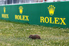 GP CANADA, Track Atmosphere, groundhog
15.06.2023. Formula 1 World Championship, Rd 9, Canadian Grand Prix, Montreal, Canada, Preparation Day.
- www.xpbimages.com, EMail: requests@xpbimages.com © Copyright: Charniaux / XPB Images