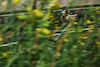 GP OLANDA, Esteban Ocon (FRA) Alpine F1 Team A523.
25.08.2023. Formula 1 World Championship, Rd 14, Dutch Grand Prix, Zandvoort, Netherlands, Practice Day.
 - www.xpbimages.com, EMail: requests@xpbimages.com © Copyright: Coates / XPB Images
