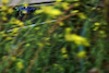 GP OLANDA, Logan Sargeant (USA) Williams Racing FW45.
25.08.2023. Formula 1 World Championship, Rd 14, Dutch Grand Prix, Zandvoort, Netherlands, Practice Day.
 - www.xpbimages.com, EMail: requests@xpbimages.com © Copyright: Coates / XPB Images