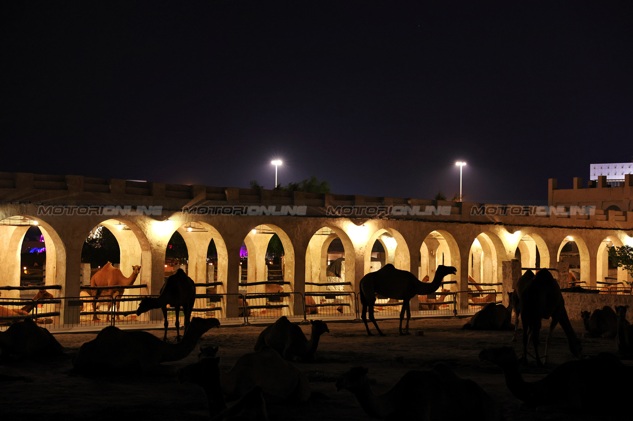 GP QATAR, Doha Atmosfera - Souq Waqif camels.

05.10.2023. Formula 1 World Championship, Rd 18, Qatar Grand Prix, Doha, Qatar, Preparation Day.

- www.xpbimages.com, EMail: requests@xpbimages.com © Copyright: Moy / XPB Images