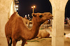 GP QATAR, Doha Atmosfera - Souq Waqif camels.
05.10.2023. Formula 1 World Championship, Rd 18, Qatar Grand Prix, Doha, Qatar, Preparation Day.
- www.xpbimages.com, EMail: requests@xpbimages.com © Copyright: Moy / XPB Images