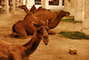 GP QATAR, Doha Atmosfera - Souq Waqif camels.
05.10.2023. Formula 1 World Championship, Rd 18, Qatar Grand Prix, Doha, Qatar, Preparation Day.
- www.xpbimages.com, EMail: requests@xpbimages.com © Copyright: Moy / XPB Images
