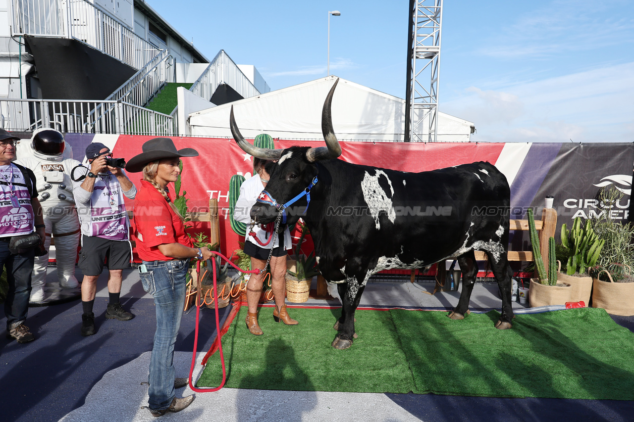 GP STATI UNITI, Paddock Atmosfera - a Longhorn Cow.

22.10.2023. Formula 1 World Championship, Rd 19, United States Grand Prix, Austin, Texas, USA, Gara Day.

- www.xpbimages.com, EMail: requests@xpbimages.com © Copyright: Moy / XPB Images