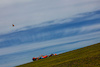 GP STATI UNITI, Oscar Piastri (AUS) McLaren MCL60.
21.10.2023. Formula 1 World Championship, Rd 19, United States Grand Prix, Austin, Texas, USA, Sprint Day.
 - www.xpbimages.com, EMail: requests@xpbimages.com © Copyright: Coates / XPB Images