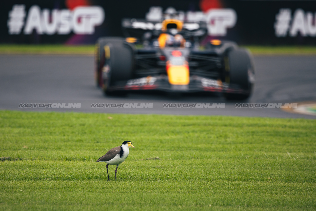 GP AUSTRALIA, Max Verstappen (NLD) Red Bull Racing RB20 passes a bird.

23.03.2024. Formula 1 World Championship, Rd 3, Australian Grand Prix, Albert Park, Melbourne, Australia, Qualifiche Day.

- www.xpbimages.com, EMail: requests@xpbimages.com © Copyright: Bearne / XPB Images