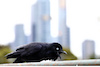 GP AUSTRALIA, Circuit Atmosfera - a black bird.
23.03.2024. Formula 1 World Championship, Rd 3, Australian Grand Prix, Albert Park, Melbourne, Australia, Qualifiche Day.
 - www.xpbimages.com, EMail: requests@xpbimages.com © Copyright: Coates / XPB Images