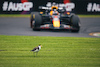 GP AUSTRALIA, Max Verstappen (NLD) Red Bull Racing RB20 passes a bird.
23.03.2024. Formula 1 World Championship, Rd 3, Australian Grand Prix, Albert Park, Melbourne, Australia, Qualifiche Day.
- www.xpbimages.com, EMail: requests@xpbimages.com © Copyright: Bearne / XPB Images