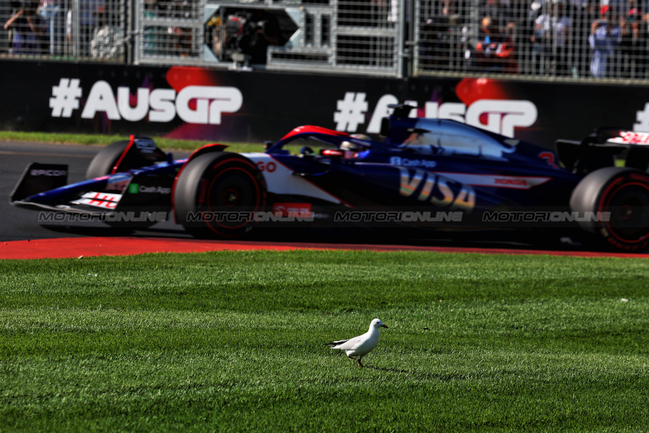 GP AUSTRALIA, Daniel Ricciardo (AUS) RB VCARB 01 passes a bird.

22.03.2024. Formula 1 World Championship, Rd 3, Australian Grand Prix, Albert Park, Melbourne, Australia, Practice Day.

- www.xpbimages.com, EMail: requests@xpbimages.com © Copyright: Moy / XPB Images