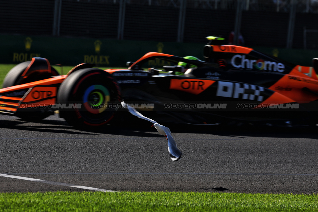 GP AUSTRALIA, Lando Norris (GBR) McLaren MCL38 passes a bird.

22.03.2024. Formula 1 World Championship, Rd 3, Australian Grand Prix, Albert Park, Melbourne, Australia, Practice Day.

- www.xpbimages.com, EMail: requests@xpbimages.com © Copyright: Moy / XPB Images