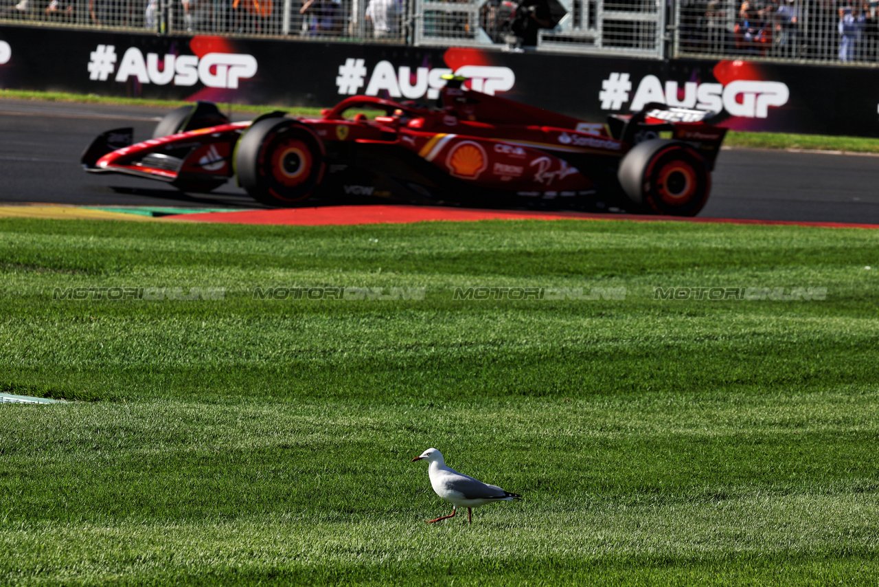 GP AUSTRALIA, Carlos Sainz Jr (ESP) Ferrari SF-24 passes a bird.

22.03.2024. Formula 1 World Championship, Rd 3, Australian Grand Prix, Albert Park, Melbourne, Australia, Practice Day.

- www.xpbimages.com, EMail: requests@xpbimages.com © Copyright: Moy / XPB Images