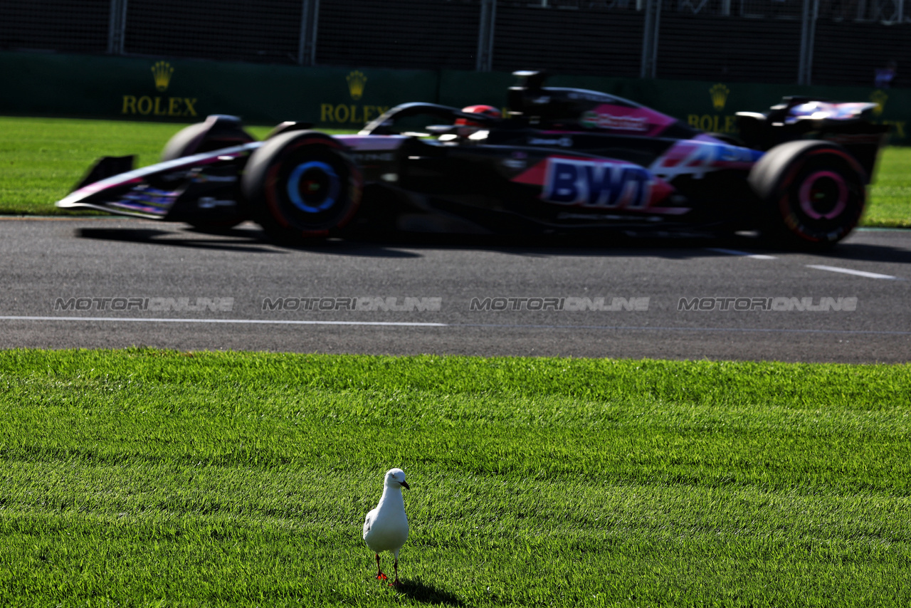 GP AUSTRALIA, Esteban Ocon (FRA) Alpine F1 Team A524 passes a bird.

22.03.2024. Formula 1 World Championship, Rd 3, Australian Grand Prix, Albert Park, Melbourne, Australia, Practice Day.

- www.xpbimages.com, EMail: requests@xpbimages.com © Copyright: Moy / XPB Images