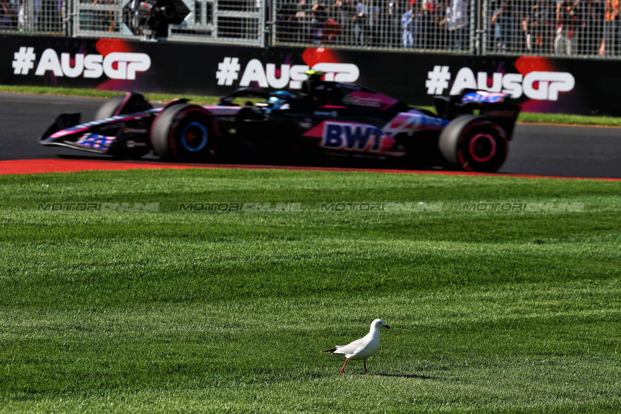 GP AUSTRALIA, Pierre Gasly (FRA) Alpine F1 Team A524 passes a bird.

22.03.2024. Formula 1 World Championship, Rd 3, Australian Grand Prix, Albert Park, Melbourne, Australia, Practice Day.

- www.xpbimages.com, EMail: requests@xpbimages.com © Copyright: Moy / XPB Images