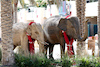 GP BAHRAIN, Paddock Atmosfera - elephants.
28.02.2024. Formula 1 World Championship, Rd 1, Bahrain Grand Prix, Sakhir, Bahrain, Preparation Day.
 - www.xpbimages.com, EMail: requests@xpbimages.com © Copyright: Coates / XPB Images