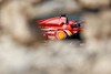 GP BAHRAIN, Charles Leclerc (MON) Ferrari SF-24.
01.03.2024. Formula 1 World Championship, Rd 1, Bahrain Grand Prix, Sakhir, Bahrain, Qualifiche Day.
- www.xpbimages.com, EMail: requests@xpbimages.com © Copyright: Bearne / XPB Images