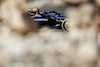 GP BAHRAIN, Alexander Albon (THA) Williams Racing FW46.
01.03.2024. Formula 1 World Championship, Rd 1, Bahrain Grand Prix, Sakhir, Bahrain, Qualifiche Day.
- www.xpbimages.com, EMail: requests@xpbimages.com © Copyright: Bearne / XPB Images