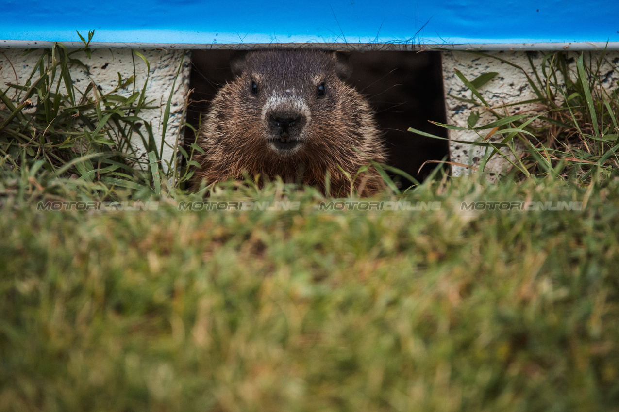 GP CANADA, Circuit Atmosfera - a marmot.

06.06.2024. Formula 1 World Championship, Rd 9, Canadian Grand Prix, Montreal, Canada, Preparation Day.

- www.xpbimages.com, EMail: requests@xpbimages.com © Copyright: Bearne / XPB Images