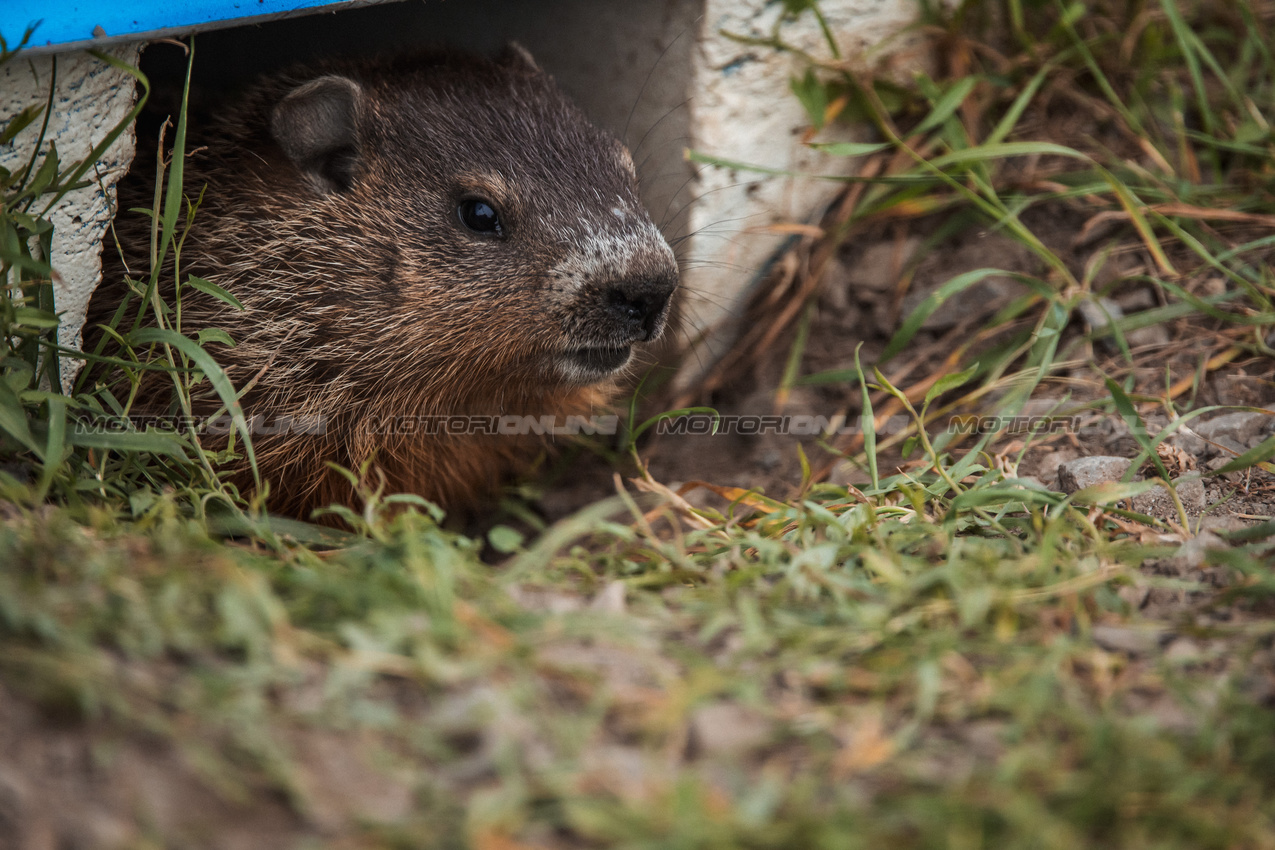 GP CANADA, Circuit Atmosfera - a marmot.

06.06.2024. Formula 1 World Championship, Rd 9, Canadian Grand Prix, Montreal, Canada, Preparation Day.

- www.xpbimages.com, EMail: requests@xpbimages.com © Copyright: Bearne / XPB Images
