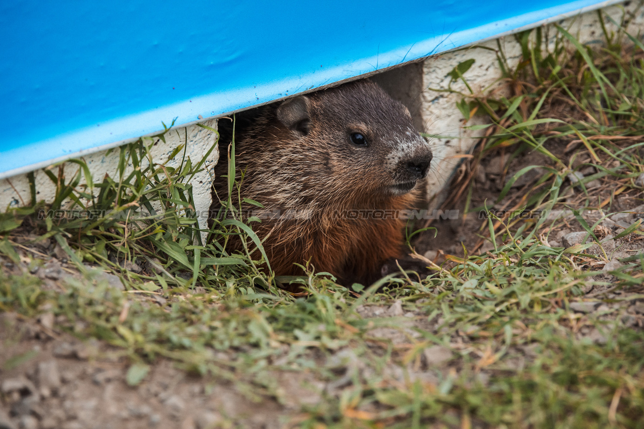 GP CANADA, Circuit Atmosfera - a marmot.

06.06.2024. Formula 1 World Championship, Rd 9, Canadian Grand Prix, Montreal, Canada, Preparation Day.

- www.xpbimages.com, EMail: requests@xpbimages.com © Copyright: Bearne / XPB Images