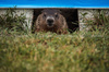 GP CANADA, Circuit Atmosfera - a marmot.

06.06.2024. Formula 1 World Championship, Rd 9, Canadian Grand Prix, Montreal, Canada, Preparation Day.

- www.xpbimages.com, EMail: requests@xpbimages.com © Copyright: Bearne / XPB Images