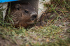 GP CANADA, Circuit Atmosfera - a marmot.

06.06.2024. Formula 1 World Championship, Rd 9, Canadian Grand Prix, Montreal, Canada, Preparation Day.

- www.xpbimages.com, EMail: requests@xpbimages.com © Copyright: Bearne / XPB Images