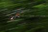 GP CANADA, Sergio Perez (MEX) Red Bull Racing RB20.

07.06.2024. Formula 1 World Championship, Rd 9, Canadian Grand Prix, Montreal, Canada, Practice Day.

- www.xpbimages.com, EMail: requests@xpbimages.com © Copyright: Charniaux / XPB Images