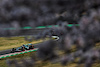 GP GIAPPONE, Fernando Alonso (ESP) Aston Martin F1 Team AMR24.
07.04.2024. Formula 1 World Championship, Rd 4, Japanese Grand Prix, Suzuka, Japan, Gara Day.
- www.xpbimages.com, EMail: requests@xpbimages.com © Copyright: Charniaux / XPB Images