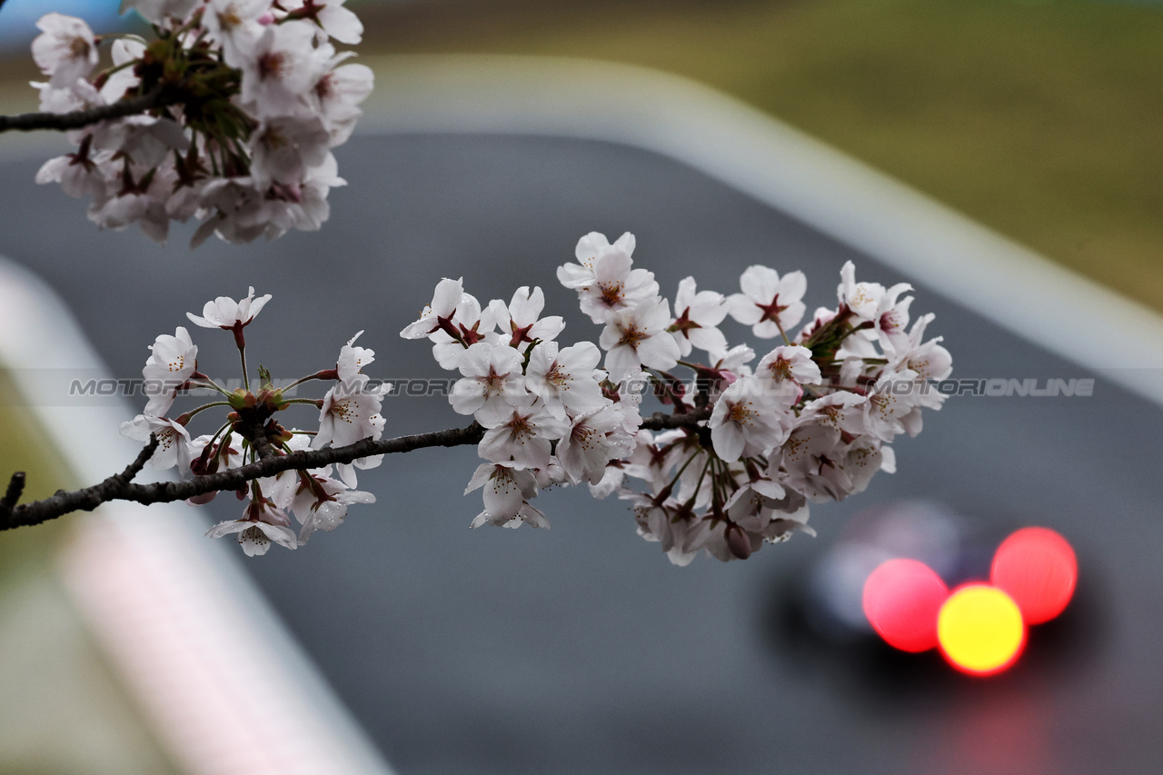 GP GIAPPONE, Circuit Atmosfera - blossom trackside.

05.04.2024. Formula 1 World Championship, Rd 4, Japanese Grand Prix, Suzuka, Japan, Practice Day.

- www.xpbimages.com, EMail: requests@xpbimages.com © Copyright: Moy / XPB Images