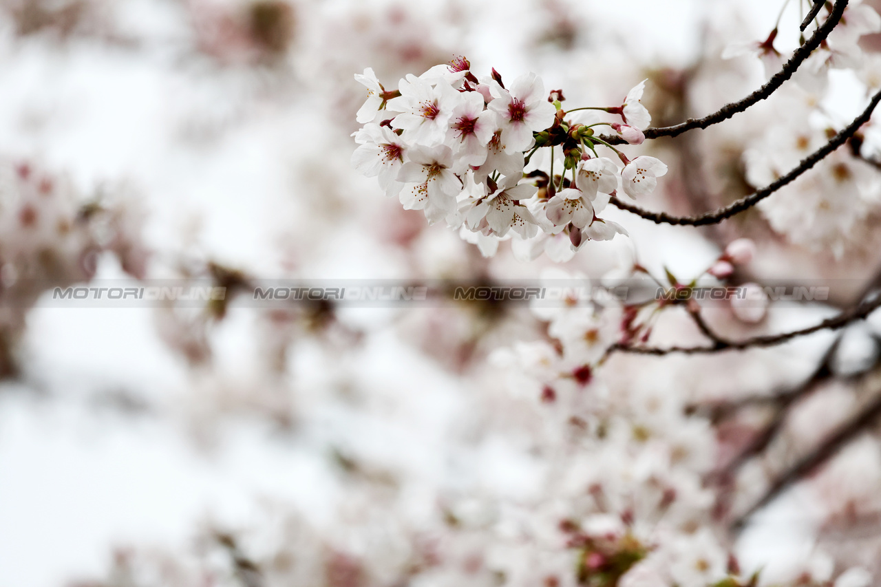 GP GIAPPONE, Circuit Atmosfera - blossom.

05.04.2024. Formula 1 World Championship, Rd 4, Japanese Grand Prix, Suzuka, Japan, Practice Day.

- www.xpbimages.com, EMail: requests@xpbimages.com © Copyright: Moy / XPB Images