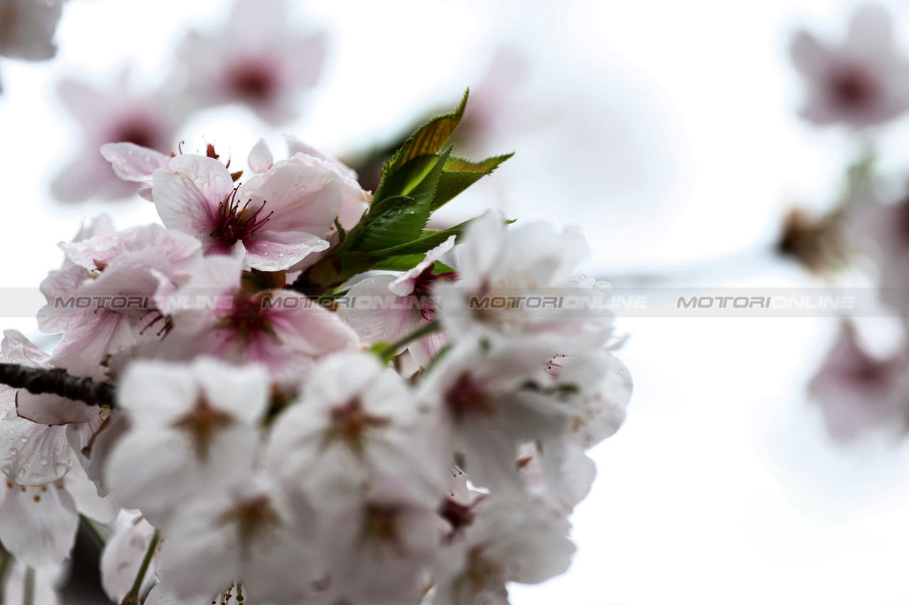 GP GIAPPONE, Circuit Atmosfera - blossom.

05.04.2024. Formula 1 World Championship, Rd 4, Japanese Grand Prix, Suzuka, Japan, Practice Day.

- www.xpbimages.com, EMail: requests@xpbimages.com © Copyright: Moy / XPB Images