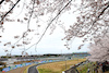 GP GIAPPONE, Fernando Alonso (ESP) Aston Martin F1 Team AMR24.
05.04.2024. Formula 1 World Championship, Rd 4, Japanese Grand Prix, Suzuka, Japan, Practice Day.
 - www.xpbimages.com, EMail: requests@xpbimages.com © Copyright: Coates / XPB Images