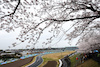 GP GIAPPONE, Yuki Tsunoda (JPN) RB VCARB 01.
05.04.2024. Formula 1 World Championship, Rd 4, Japanese Grand Prix, Suzuka, Japan, Practice Day.
- www.xpbimages.com, EMail: requests@xpbimages.com © Copyright: Moy / XPB Images