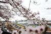 GP GIAPPONE, Zhou Guanyu (CHN) Sauber C44.
05.04.2024. Formula 1 World Championship, Rd 4, Japanese Grand Prix, Suzuka, Japan, Practice Day.
- www.xpbimages.com, EMail: requests@xpbimages.com © Copyright: Moy / XPB Images