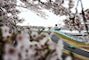 GP GIAPPONE, Valtteri Bottas (FIN) Sauber C44.
05.04.2024. Formula 1 World Championship, Rd 4, Japanese Grand Prix, Suzuka, Japan, Practice Day.
- www.xpbimages.com, EMail: requests@xpbimages.com © Copyright: Moy / XPB Images