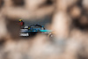TEST BAHRAIN, Lewis Hamilton (GBR) Mercedes AMG F1 W15.
22.02.2024. Formula 1 Testing, Sakhir, Bahrain, Day Two.
- www.xpbimages.com, EMail: requests@xpbimages.com © Copyright: Bearne / XPB Images